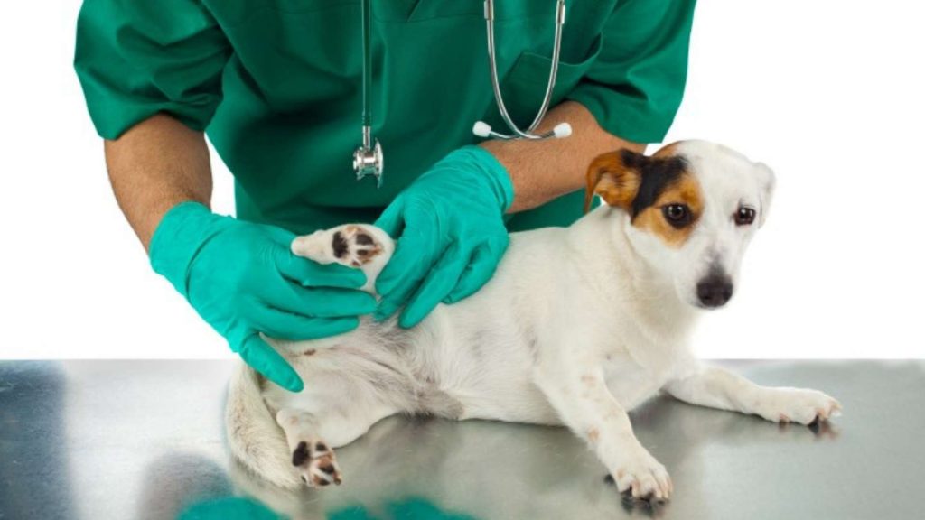 Vet Tech: The Latest Trends and Tools