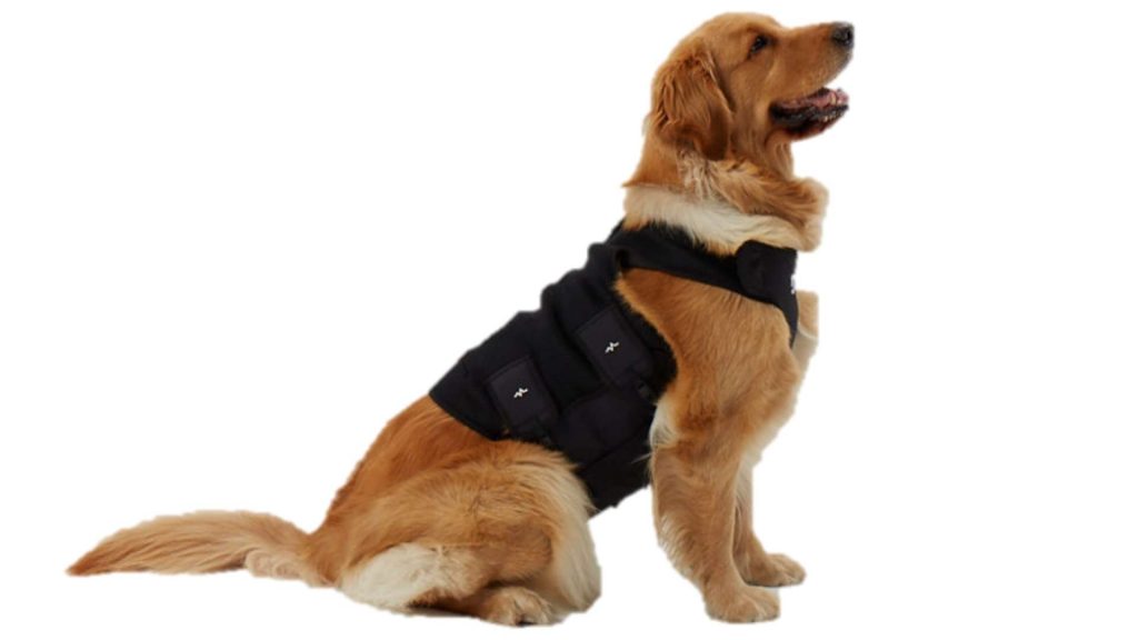 Domótica para mascotas: el futuro del sector veterinario