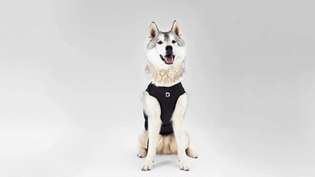 Electrocardiograma en perros: herramientas más cómodas para llevarlo a cabo