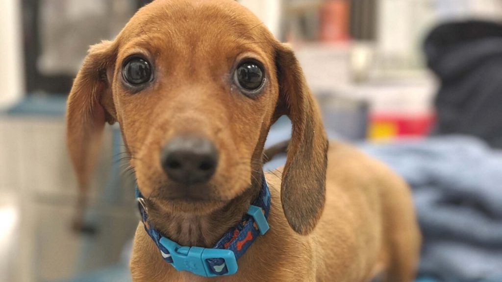 Telemedicine in Veterinary Practices: What It Is and Why You Should Bet on It