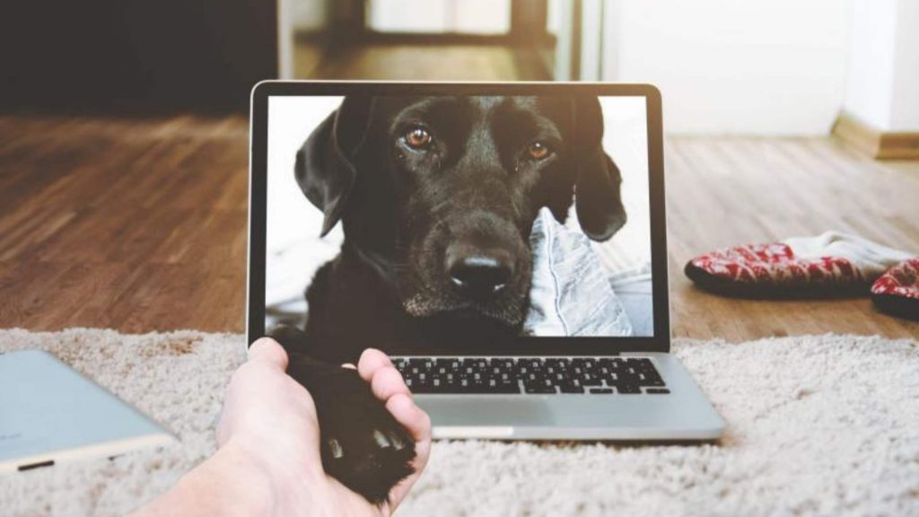 Dispositivos en telemedicina veterinaria: por qué apostar por ellos para hacer crecer tu clínica