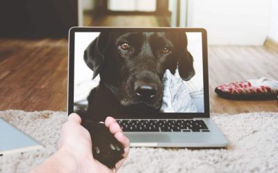 Dispositivos en telemedicina veterinaria: por qué apostar por ellos para hacer crecer tu clínica