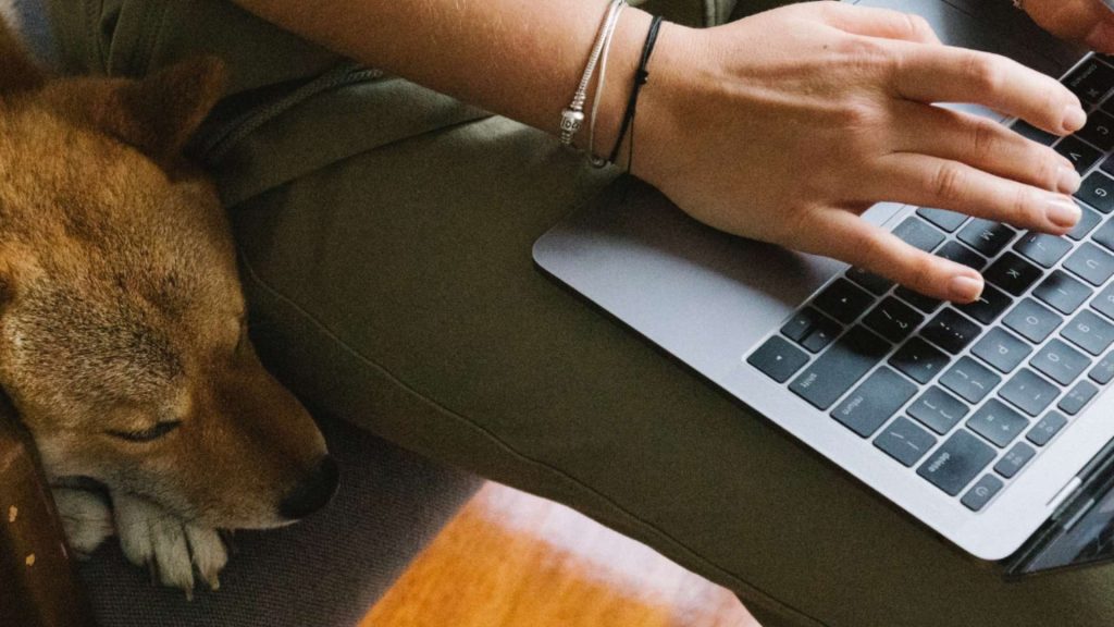 5 ejemplos de negocios veterinarios innovadores: lleva tu clínica al siguiente nivel (Casos de éxito)