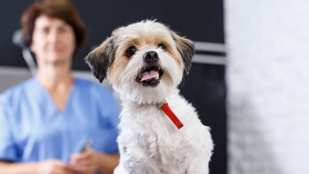 Rentabilidad veterinaria y tecnología: ¿Cómo se relacionan?