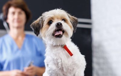 Rentabilidad veterinaria y tecnología: ¿Cómo se relacionan?