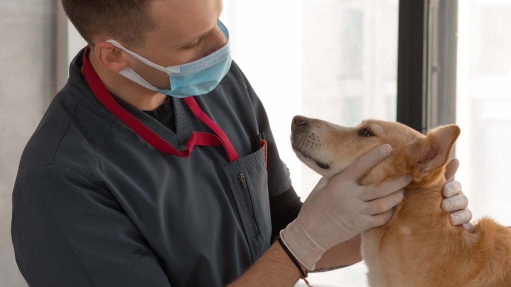 Hospitalización veterinaria: alternativas efectivas