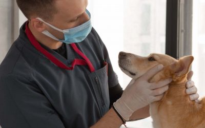 Hospitalización veterinaria: alternativas efectivas