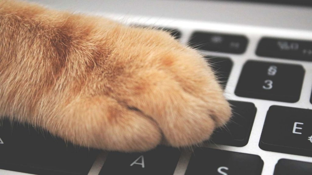 Inbound Marketing para clínicas veterinarias: qué es y por qué deberías apostar por esta metodología