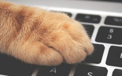 Inbound Marketing para clínicas veterinarias: qué es y por qué deberías apostar por esta metodología