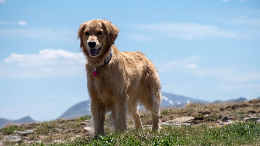 Cómo leer un electrocardiograma (ECG) veterinario desde el móvil: ¿es posible?