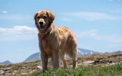 Cómo leer un electrocardiograma (ECG) veterinario desde el móvil: ¿es posible?