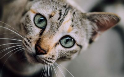 Las clínicas veterinarias del futuro: ¿qué metodologías y herramientas debes tener en cuenta?