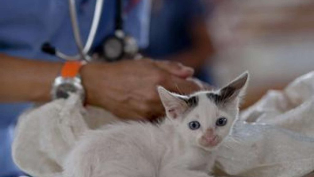 Estetoscopio o fonendoscopio: ¿es la mejor herramienta para auscultar las mascotas?