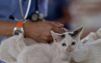 Estetoscopio o fonendoscopio: ¿es la mejor herramienta para auscultar las mascotas?