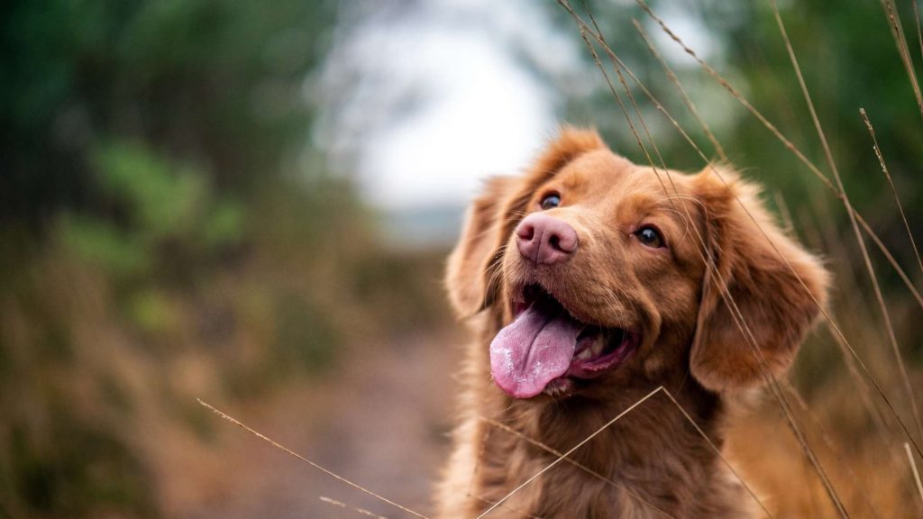 Monitorización en anestesia veterinaria: ¿una cosa del pasado?