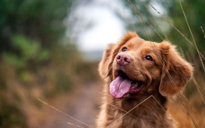 Monitorización en anestesia veterinaria: ¿una cosa del pasado?