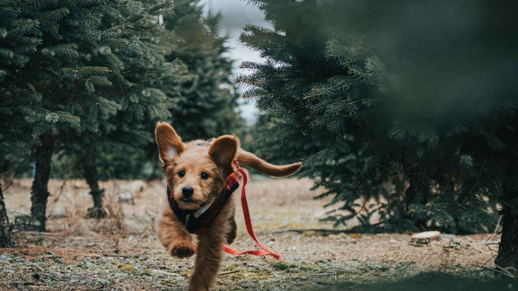 Ley de protección animal: qué dice y cómo cumplirla desde tu clínica veterinaria