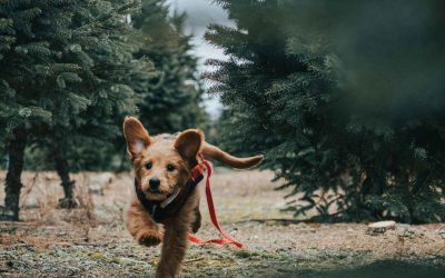 Ley de protección animal: qué dice y cómo cumplirla desde tu clínica veterinaria