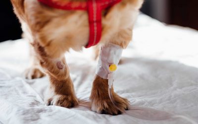 Tecnología médica: qué es y en qué ámbitos de la veterinaria se aplica