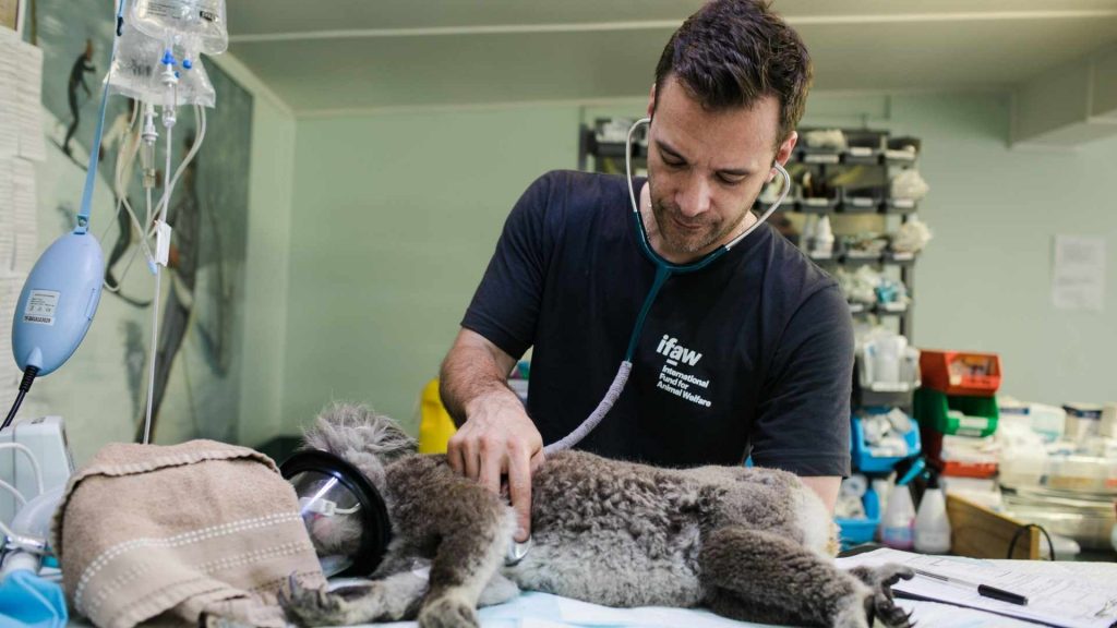 Diagnóstico clínico veterinario: así pueden ayudarte las nuevas tecnologías