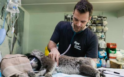 Diagnóstico clínico veterinario: así pueden ayudarte las nuevas tecnologías