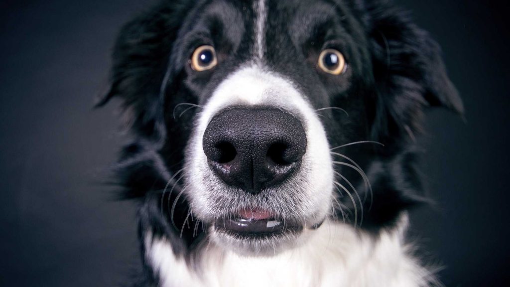 How Remote Diagnostics Can Be Used in the Veterinary Field