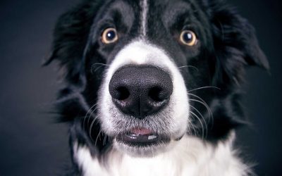 El impacto del diagnóstico remoto en las clínicas veterinarias