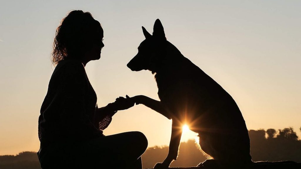 Salud digital en el sector veterinario: todo lo que debes saber