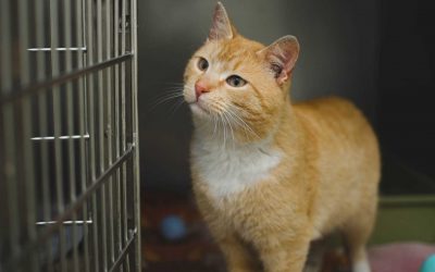 Exploración física veterinaria: cómo optimizarla y perfeccionarla con un arnés multiparamétrico