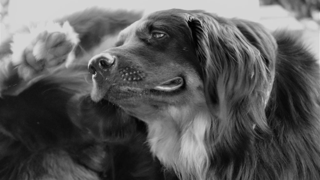 Realidad Virtual en la medicina veterinaria: qué es, qué impacto tiene y cómo se utiliza