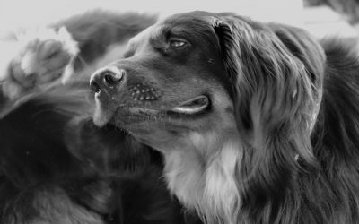 Realidad Virtual en la medicina veterinaria: qué es, qué impacto tiene y cómo se utiliza
