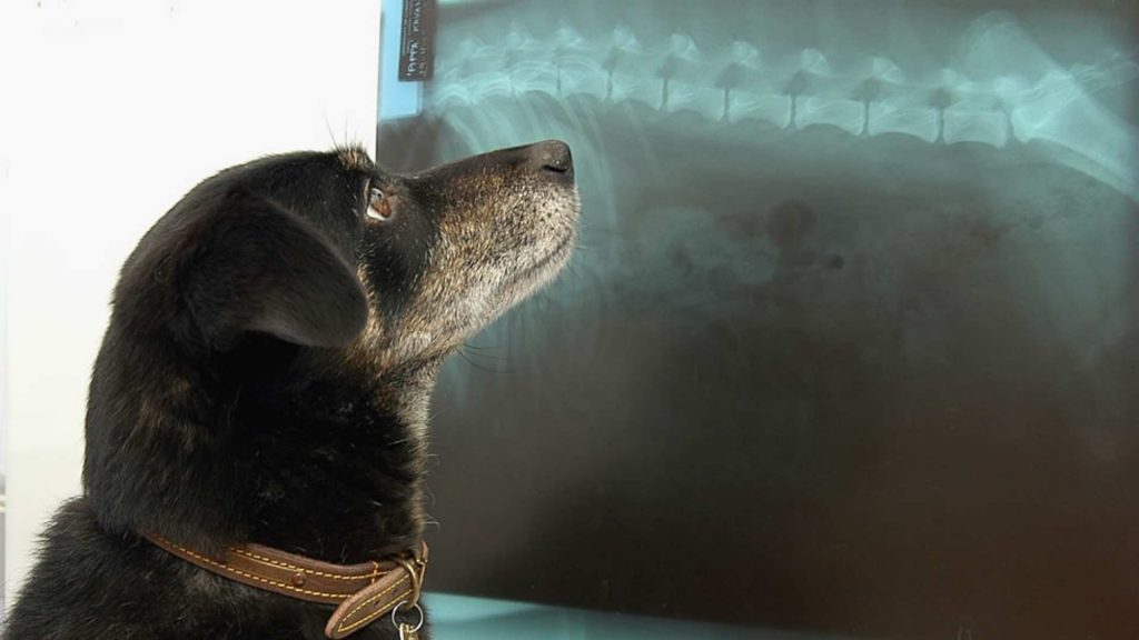 What Is Medical Technology and How Can It Be Used in Veterinary Medicine