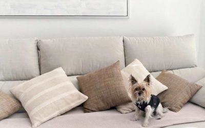 Bienestar animal: el objetivo de las clínicas veterinarias
