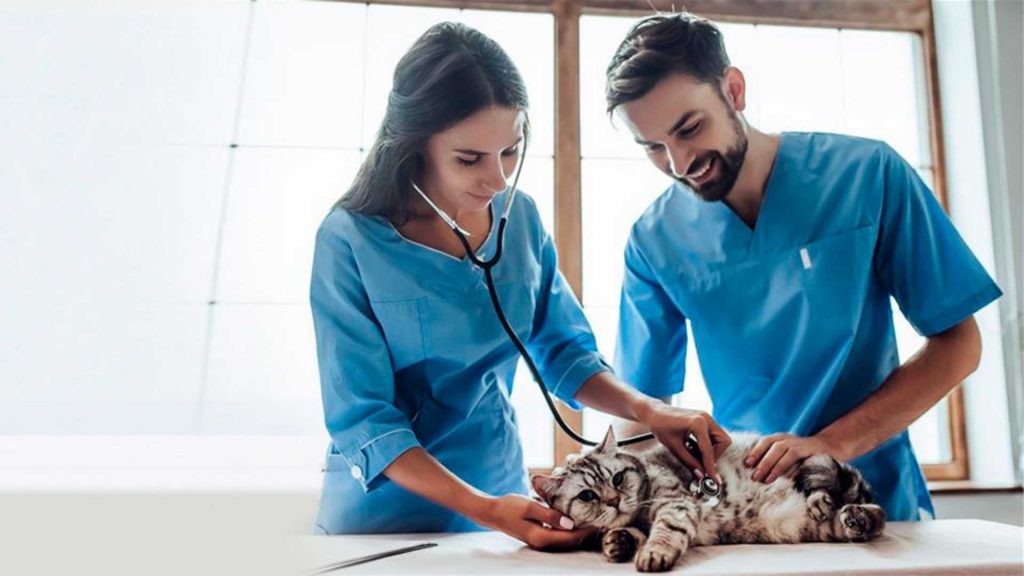 Telemedicina: definición y beneficios en veterinaria