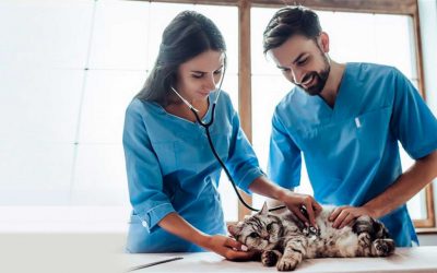 Telemedicina: definición y beneficios en veterinaria