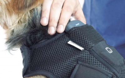 Tecnología wearable en medicina veterinaria: usos, beneficios y ejemplos