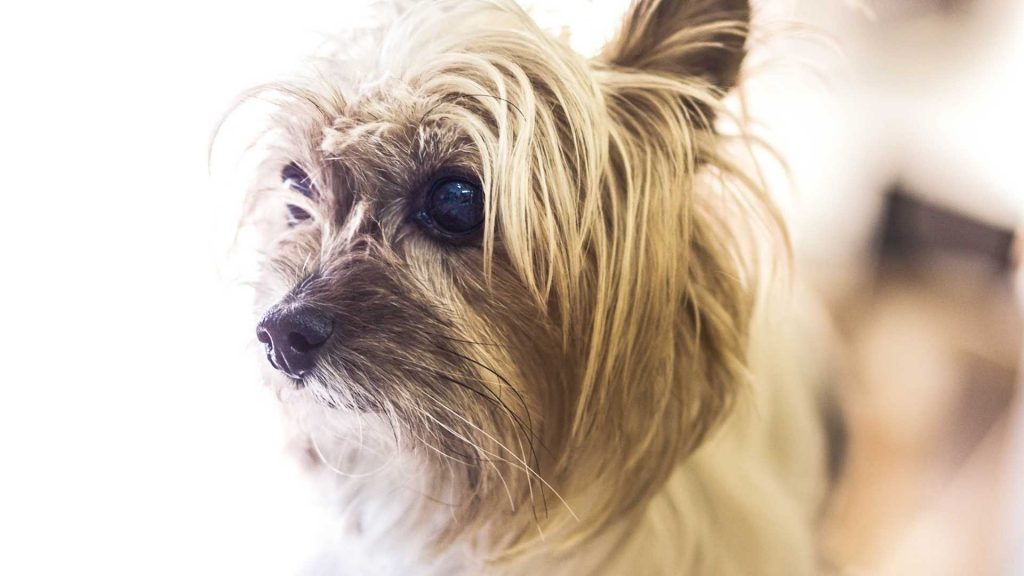 What Vets Need to Know About Canine Leishmaniasis