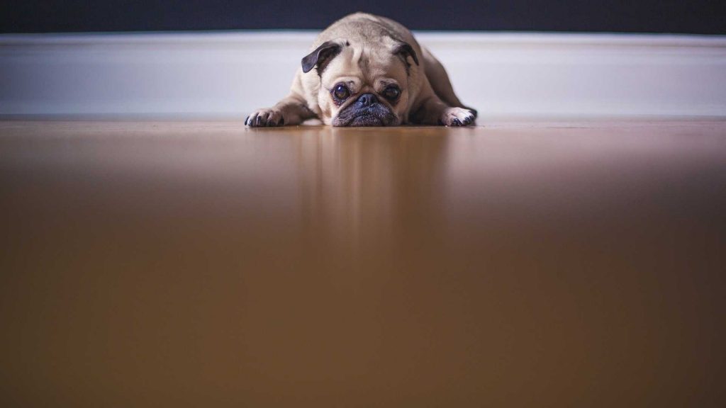 El estrés en las mascotas: qué es, por qué es peligroso y cómo reducirlo en las clínicas veterinarias