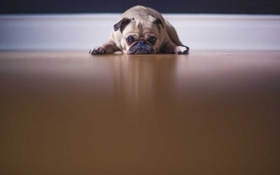 El estrés en las mascotas: qué es, por qué es peligroso y cómo reducirlo en las clínicas veterinarias