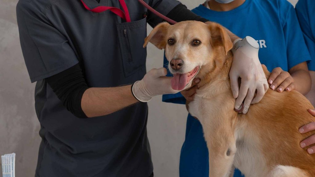 Plan de empresa para mi clínica veterinaria: cómo desarrollarlo paso a paso (con ejemplos)