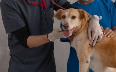 Plan de empresa para mi clínica veterinaria: cómo desarrollarlo paso a paso (con ejemplos)