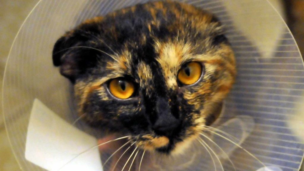 Tecnología sanitaria: qué es y cómo se aplica en veterinaria