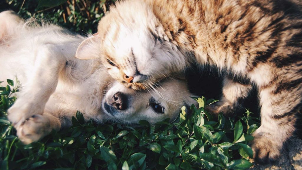Las TICs en la medicina: ¿qué importancia tienen en veterinaria?