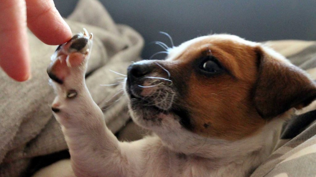 Cómo fomentar la Medicina Preventiva entre los clientes de tu clínica veterinaria