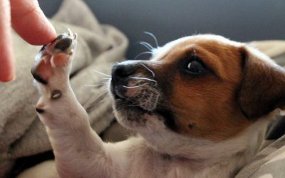 Cómo fomentar la Medicina Preventiva entre los clientes de tu clínica veterinaria