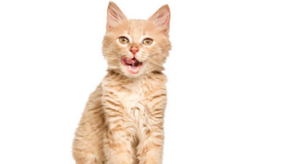 Frecuencia cardíaca en gatos: cómo medirla y cuáles son los parámetros estables