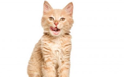Frecuencia cardíaca en gatos: cómo medirla y cuáles son los parámetros estables