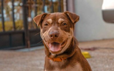Cuidado animal: importancia, consejos y cómo podemos ayudar desde las clínicas veterinarias