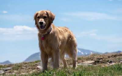 Soplo en el corazón en perros: síntomas, cómo tratarlo y cómo prevenirlo