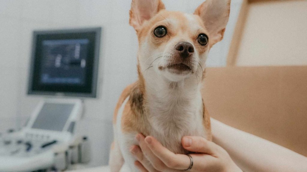 Cómo tomar el pulso a un perro